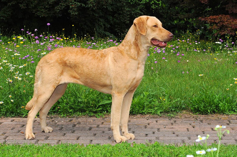 female Chesapeake Bay Retriever