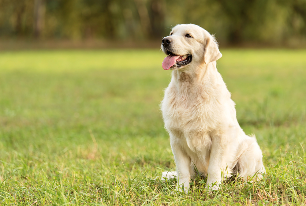 Golden Retriever in a park