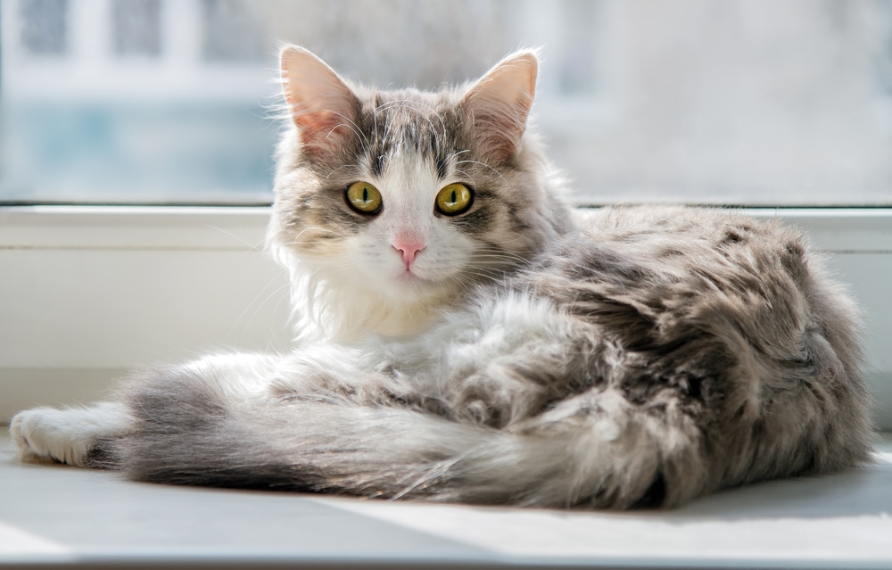 fluffy cat lying on windowsill