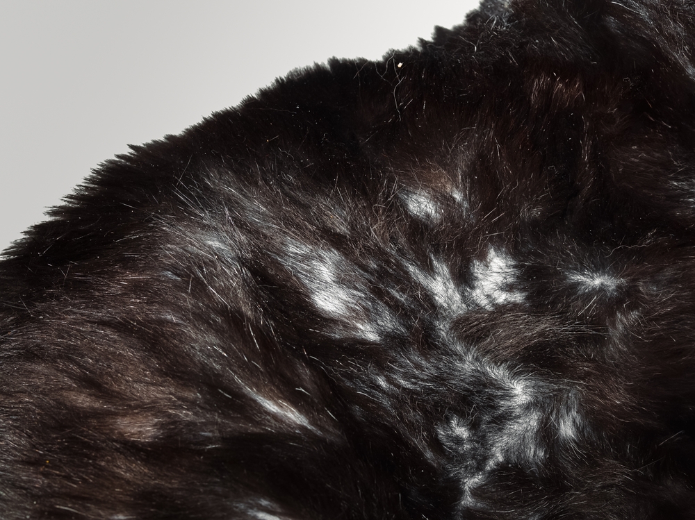 cat with bald spots and thinning fur