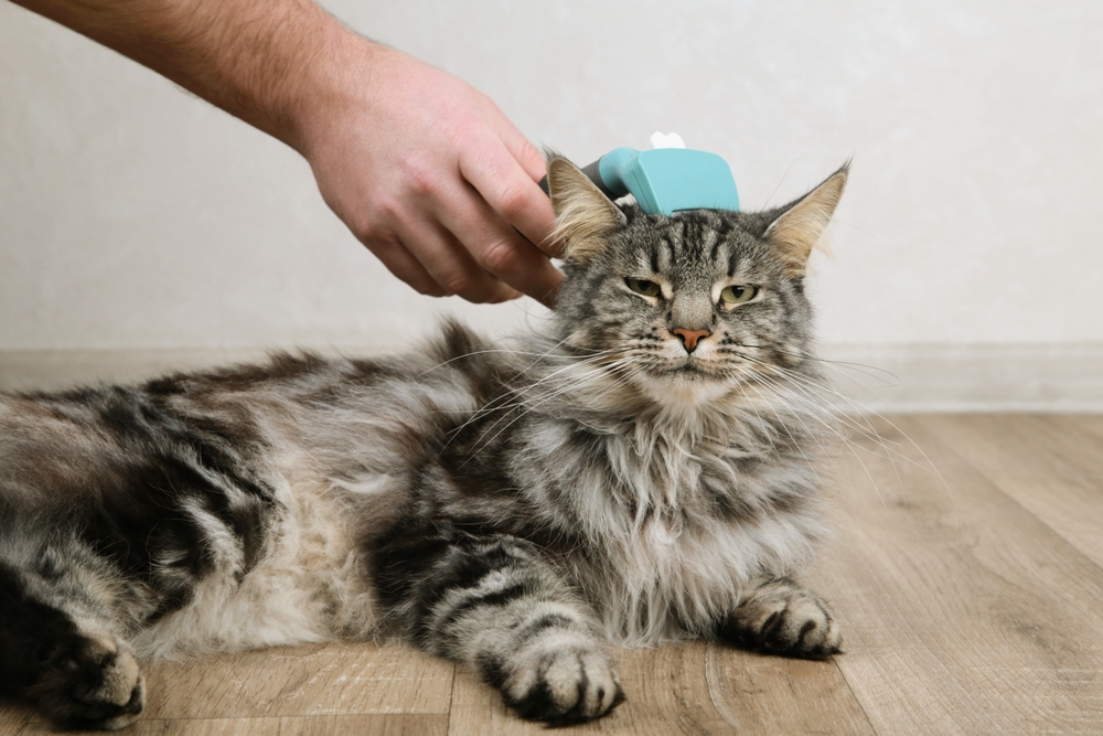 owner brushing tabby cat