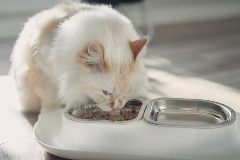 himalayan cat white eating hepper nom nom bowl - eats