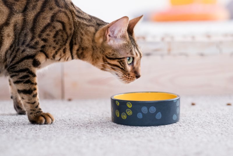 cat and food bowl