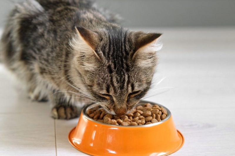 tabby cat eating from metal bowl