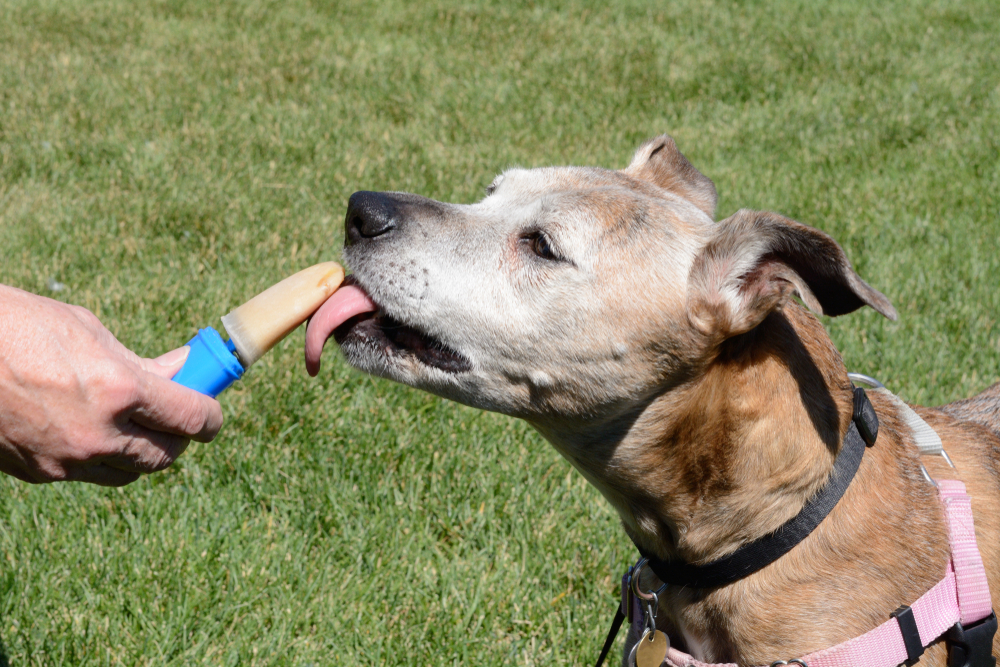 older senior boxer mix dog licking frozen peanut butter popsicle treat