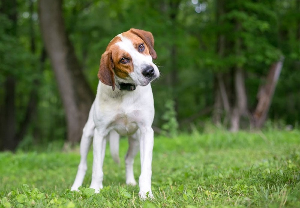 dog-standing-at-the-park-and-tilting-its-head