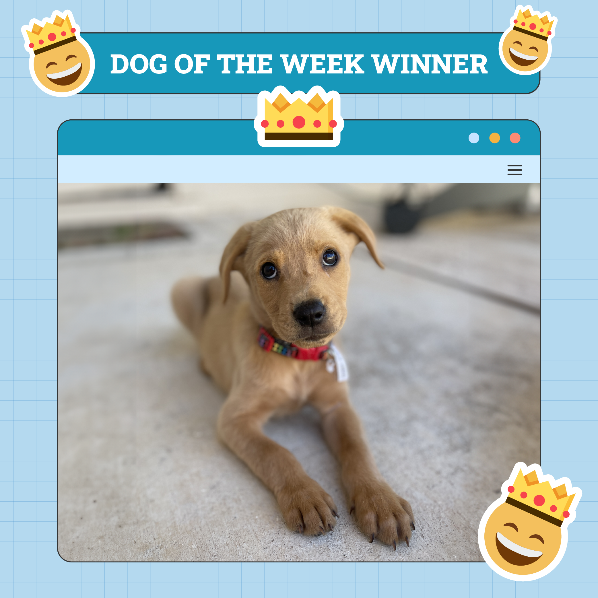 Dogster Photo Contest: Dogs of the Week Winners (November 14, 2024)