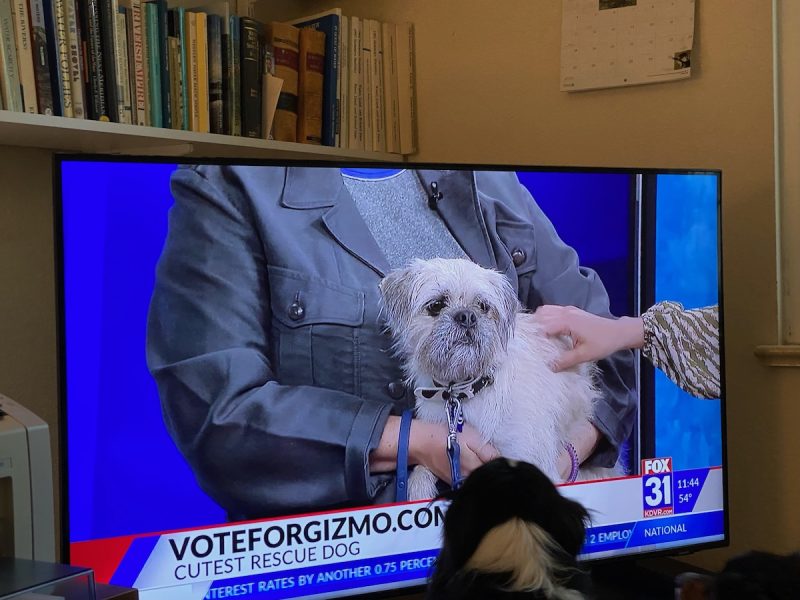 My parents' dogs recognizing Gizmo on TV!