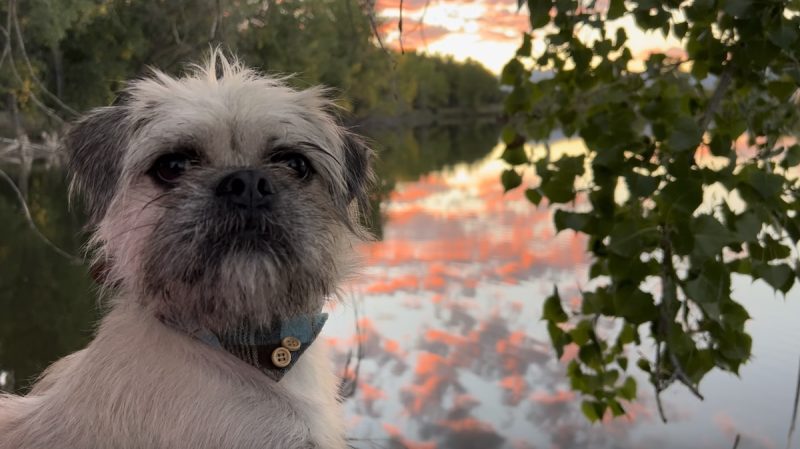 From the video: the sunset was nice, but the dog was ready to be done.