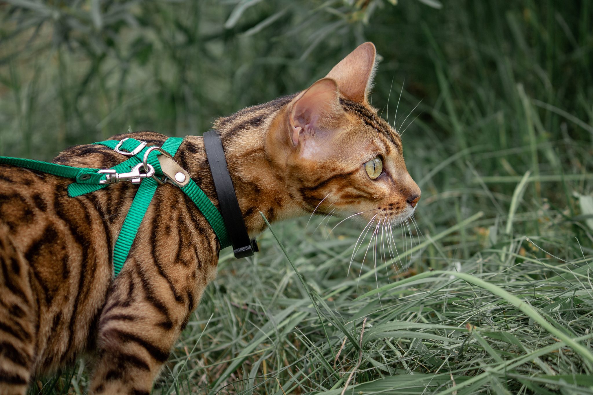 bengal cat wearing harness