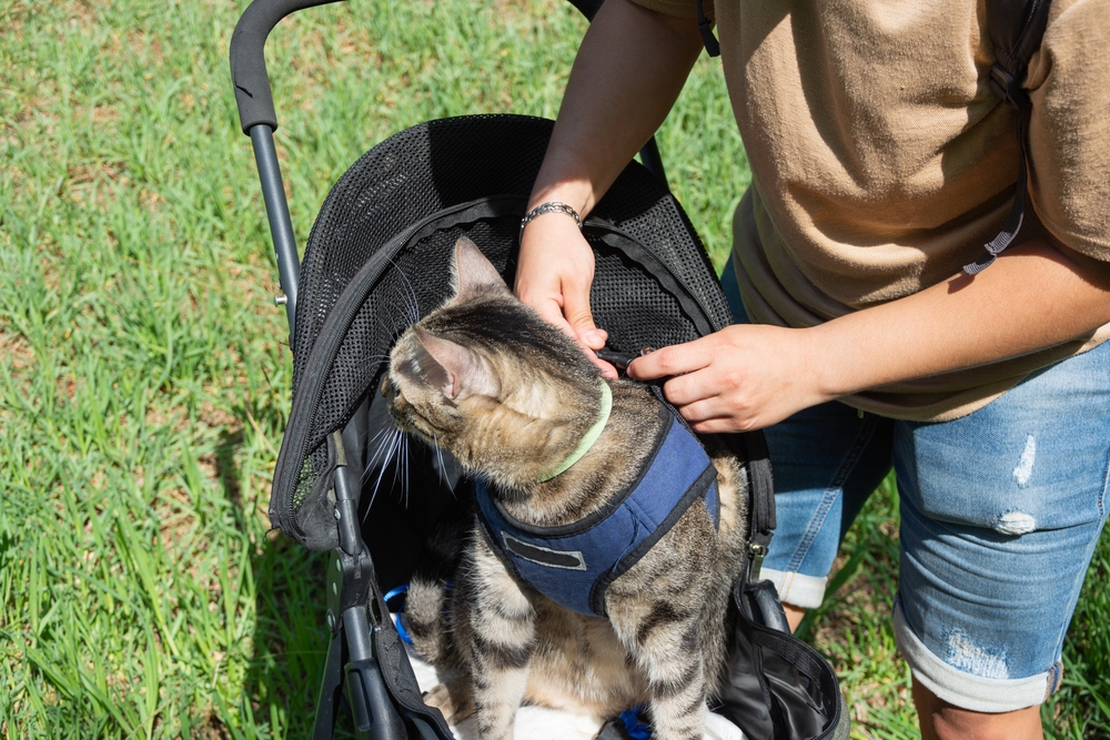 girl putting the harness to her tabby cat sitting in her stroller