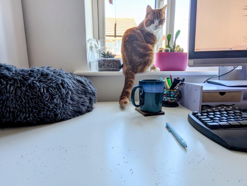 Who hasn't had to deal with cat litter on their desk?