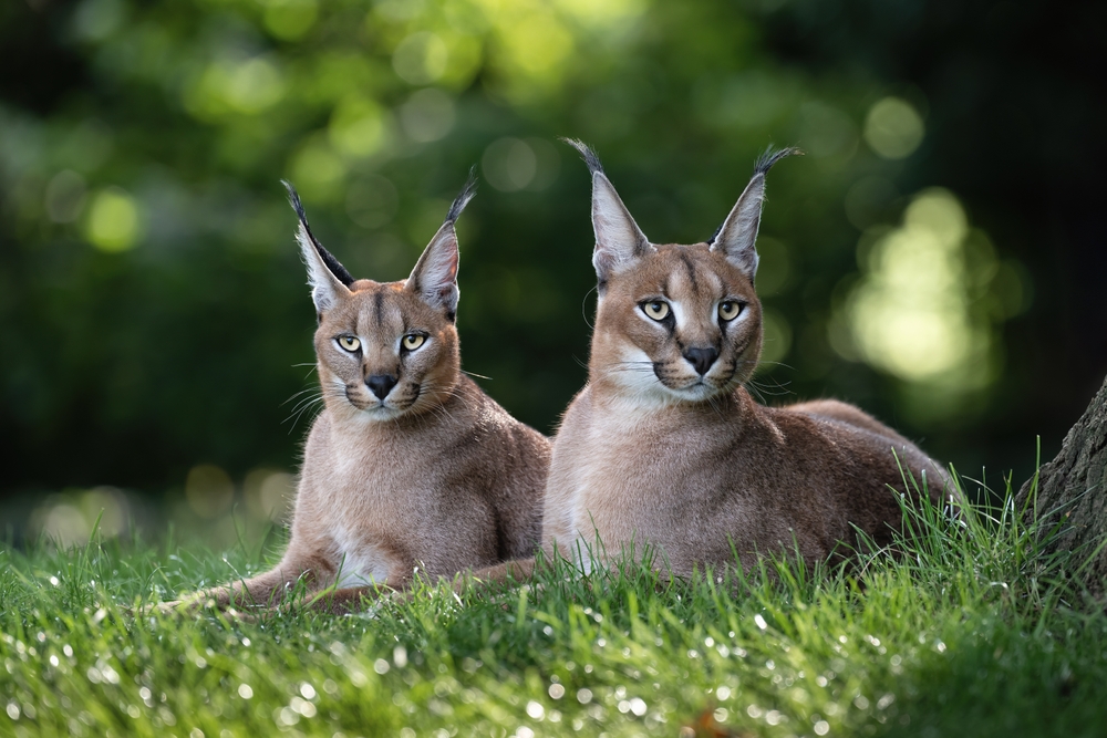 two caracals lying on grass